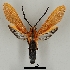  ( - DR14_0001)  @11 [ ] CreativeCommons - Attribution Share-Alike (2017) Dominik Rabl University of Vienna, Division of Tropical Ecology and Animal Biodiversity