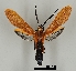  ( - DR14_0002)  @11 [ ] CreativeCommons - Attribution Non-Commercial Share-Alike (2017) Dominik Rabl University of Vienna, Division of Tropical Ecology and Animal Biodiversity