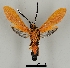  ( - DR14_0002)  @11 [ ] CreativeCommons - Attribution Non-Commercial Share-Alike (2017) Dominik Rabl University of Vienna, Division of Tropical Ecology and Animal Biodiversity
