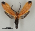  ( - DR14_0004)  @11 [ ] CreativeCommons - Attribution Non-Commercial Share-Alike (2017) Dominik Rabl University of Vienna, Dept of Botany and Biodiversity Research