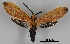  ( - DR14_0008)  @11 [ ] CreativeCommons - Attribution Non-Commercial Share-Alike (2017) Dominik Rabl University of Vienna, Dept of Botany and Biodiversity Research