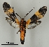  ( - DR14_0012)  @11 [ ] CreativeCommons - Attribution Non-Commercial Share-Alike (2017) Dominik Rabl University of Vienna, Dept of Botany and Biodiversity Research