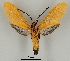  (Correbidia Espinoza02DHJ02 - DR14_0014)  @11 [ ] CreativeCommons - Attribution Non-Commercial Share-Alike (2017) Dominik Rabl University of Vienna, Dept of Botany and Biodiversity Research