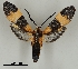  ( - DR14_0017)  @11 [ ] CreativeCommons - Attribution Non-Commercial Share-Alike (2017) Dominik Rabl University of Vienna, Dept of Botany and Biodiversity Research