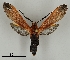  ( - DR14_0022)  @11 [ ] CreativeCommons - Attribution Non-Commercial Share-Alike (2017) Dominik Rabl University of Vienna, Dept of Botany and Biodiversity Research