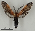  ( - DR14_0023)  @11 [ ] CreativeCommons - Attribution Non-Commercial Share-Alike (2018) Dominik Rabl University of Vienna, Dept of Botany and Biodiversity Research