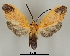  ( - DR14_0037)  @11 [ ] CreativeCommons - Attribution Non-Commercial Share-Alike (2018) Dominik Rabl University of Vienna, Dept of Botany and Biodiversity Research