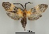  ( - DR14_0041)  @11 [ ] CreativeCommons - Attribution Non-Commercial Share-Alike (2017) Dominik Rabl University of Vienna, Dept of Botany and Biodiversity Research