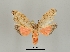  ( - DR14_0055)  @11 [ ] CreativeCommons - Attribution Non-Commercial Share-Alike (2017) Dominik Rabl University of Vienna, Dept of Botany and Biodiversity Research