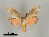  ( - DR14_0055)  @11 [ ] CreativeCommons - Attribution Non-Commercial Share-Alike (2017) Dominik Rabl University of Vienna, Dept of Botany and Biodiversity Research