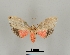  ( - DR14_0056)  @11 [ ] CreativeCommons - Attribution Non-Commercial Share-Alike (2017) Dominik Rabl University of Vienna, Dept of Botany and Biodiversity Research