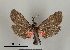  ( - DR14_0067)  @11 [ ] CreativeCommons - Attribution Non-Commercial Share-Alike (2017) Dominik Rabl University of Vienna, Dept of Botany and Biodiversity Research