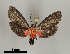  ( - DR14_0068)  @11 [ ] CreativeCommons - Attribution Non-Commercial Share-Alike (2017) Dominik Rabl University of Vienna, Dept of Botany and Biodiversity Research