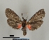  ( - DR14_0068)  @11 [ ] CreativeCommons - Attribution Non-Commercial Share-Alike (2017) Dominik Rabl University of Vienna, Dept of Botany and Biodiversity Research