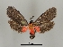  ( - DR14_0069)  @11 [ ] CreativeCommons - Attribution Non-Commercial Share-Alike (2017) Dominik Rabl University of Vienna, Dept of Botany and Biodiversity Research