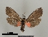  ( - DR14_0069)  @11 [ ] CreativeCommons - Attribution Non-Commercial Share-Alike (2017) Dominik Rabl University of Vienna, Dept of Botany and Biodiversity Research