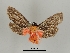  ( - DR14_0075)  @11 [ ] CreativeCommons - Attribution Non-Commercial Share-Alike (2017) Dominik Rabl University of Vienna, Dept of Botany and Biodiversity Research