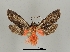  ( - DR14_0077)  @11 [ ] CreativeCommons - Attribution Non-Commercial Share-Alike (2017) Dominik Rabl University of Vienna, Dept of Botany and Biodiversity Research