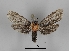  ( - DR14_0080)  @11 [ ] CreativeCommons - Attribution Non-Commercial Share-Alike (2017) Dominik Rabl University of Vienna, Dept of Botany and Biodiversity Research
