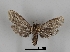  ( - DR14_0080)  @11 [ ] CreativeCommons - Attribution Non-Commercial Share-Alike (2017) Dominik Rabl University of Vienna, Dept of Botany and Biodiversity Research