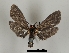  ( - DR14_0083)  @11 [ ] CreativeCommons - Attribution Non-Commercial Share-Alike (2017) Dominik Rabl University of Vienna, Dept of Botany and Biodiversity Research