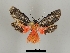  ( - DR14_0090)  @11 [ ] CreativeCommons - Attribution Non-Commercial Share-Alike (2017) Dominik Rabl University of Vienna, Dept of Botany and Biodiversity Research