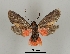 ( - DR14_0090)  @11 [ ] CreativeCommons - Attribution Non-Commercial Share-Alike (2017) Dominik Rabl University of Vienna, Dept of Botany and Biodiversity Research