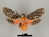  ( - DR14_0091)  @11 [ ] CreativeCommons - Attribution Non-Commercial Share-Alike (2017) Dominik Rabl University of Vienna, Dept of Botany and Biodiversity Research