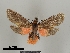  ( - DR14_0091)  @11 [ ] CreativeCommons - Attribution Non-Commercial Share-Alike (2017) Dominik Rabl University of Vienna, Dept of Botany and Biodiversity Research
