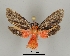  ( - DR14_0092)  @11 [ ] CreativeCommons - Attribution Non-Commercial Share-Alike (2017) Dominik Rabl University of Vienna, Dept of Botany and Biodiversity Research