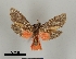  ( - DR14_0092)  @11 [ ] CreativeCommons - Attribution Non-Commercial Share-Alike (2017) Dominik Rabl University of Vienna, Dept of Botany and Biodiversity Research