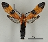  ( - DR14_0103)  @11 [ ] CreativeCommons - Attribution Non-Commercial Share-Alike (2018) Dominik Rabl University of Vienna, Dept of Botany and Biodiversity Research