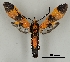  ( - DR14_0103)  @11 [ ] CreativeCommons - Attribution Non-Commercial Share-Alike (2018) Dominik Rabl University of Vienna, Dept of Botany and Biodiversity Research
