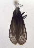  ( - MBe0004)  @11 [ ] CreativeCommons - Attribution Share-Alike (2018) Unspecified Forest Zoology and Entomology (FZE) University of Freiburg