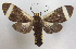  ( - MBe0054)  @11 [ ] Copyright (2018) Unspecified Forest Zoology and Entomology (FZE) University of Freiburg