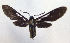  ( - MBe0058)  @11 [ ] Copyright (2018) Unspecified Forest Zoology and Entomology (FZE) University of Freiburg