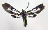  ( - MBe0059)  @11 [ ] Copyright (2018) Unspecified Forest Zoology and Entomology (FZE) University of Freiburg