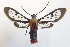  (Phoenicoprocta 17-1700_2 - MBe0061)  @11 [ ] Copyright (2018) Unspecified Forest Zoology and Entomology (FZE) University of Freiburg