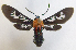  (Phoenicoprocta 17-1700_3 - MBe0062)  @11 [ ] Copyright (2018) Unspecified Forest Zoology and Entomology (FZE) University of Freiburg