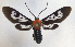  (Phoenicoprocta 17-1300_1 - MBe0063)  @11 [ ] Copyright (2018) Unspecified Forest Zoology and Entomology (FZE) University of Freiburg