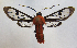  (Phoenicoprocta A-8583 - MBe0065)  @11 [ ] Copyright (2018) Unspecified Forest Zoology and Entomology (FZE) University of Freiburg
