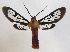  (Phoenicoprocta 17-1100_1 - MBe0066)  @11 [ ] Copyright (2018) Unspecified Forest Zoology and Entomology (FZE) University of Freiburg