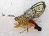  ( - MBe0074)  @11 [ ] Copyright (2018) Unspecified Forest Zoology and Entomology (FZE) University of Freiburg