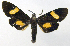  ( - MBe0079)  @11 [ ] Copyright (2018) Unspecified Forest Zoology and Entomology (FZE) University of Freiburg