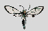  (Syntrichura virens - MBe0118)  @11 [ ] © (2019) Unspecified Forest Zoology and Entomology (FZE) University of Freiburg