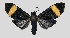  ( - MBe0121)  @11 [ ] © (2019) Unspecified Forest Zoology and Entomology (FZE) University of Freiburg