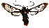  (Phoenicoprocta MBML01 - MBe0124)  @11 [ ] © (2019) Unspecified Forest Zoology and Entomology (FZE) University of Freiburg
