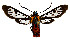 (Phoenicoprocta MBML02 - MBe0125)  @11 [ ] © (2019) Unspecified Forest Zoology and Entomology (FZE) University of Freiburg