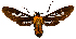 (Phoenicoprocta MBML03 - MBe0126)  @11 [ ] © (2019) Unspecified Forest Zoology and Entomology (FZE) University of Freiburg