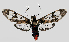  ( - MBe0127)  @11 [ ] © (2019) Unspecified Forest Zoology and Entomology (FZE) University of Freiburg